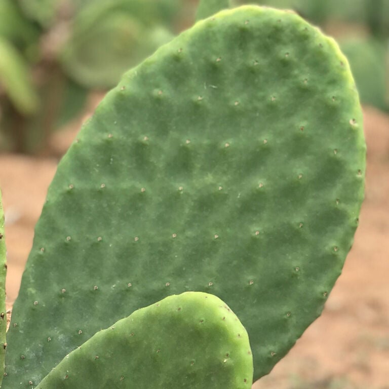 cactus arm