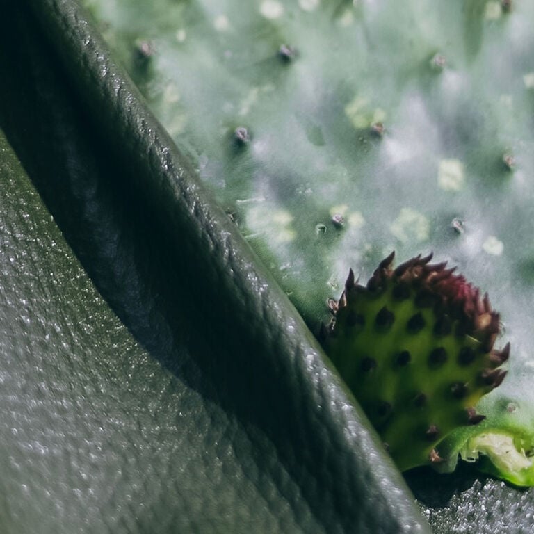 cactus and cactus leather